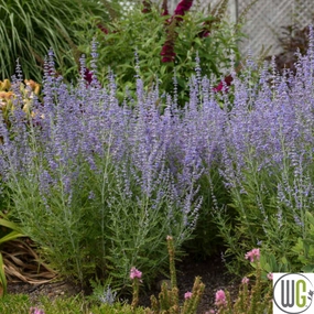 'Blue Jean Baby' Russian Sage | Perovskia atriplicifolia traditional flower vase  