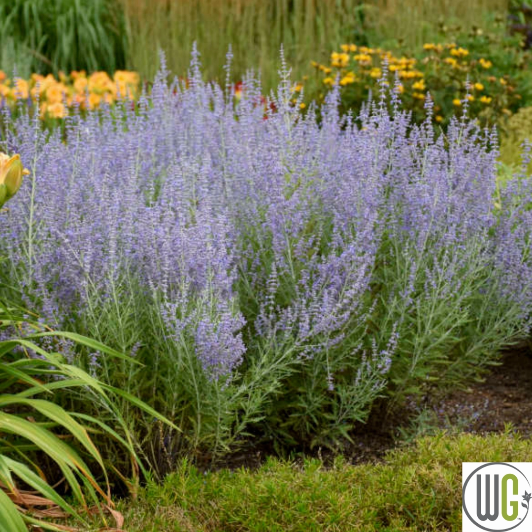 'Blue Jean Baby' Russian Sage | Perovskia atriplicifolia