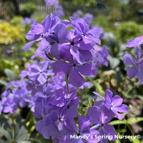 'Blue Paradise' Garden Phlox | Phlox paniculata traditional flower vase  