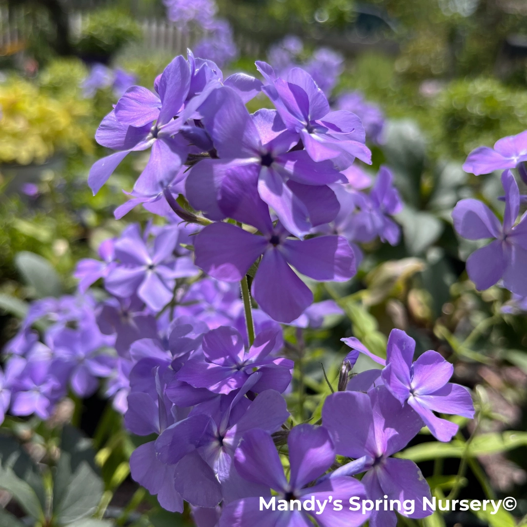 'Blue Paradise' Garden Phlox | Phlox paniculata traditional flower vase  