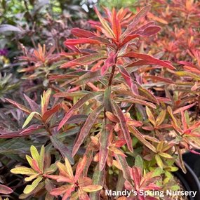 'Bonfire' Cushion Spurge | Euphorbia polychroma 'Bonfire' traditional flower vase  