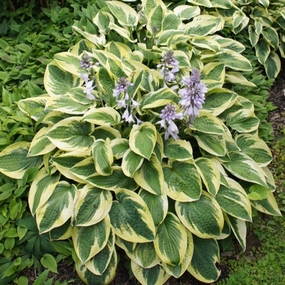 'Brim Cup' Hosta single layer plant shelf  