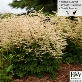 'Chantilly Lace' Goat's Beard | Aruncus 'Chantilly Lace' single layer plant shelf  