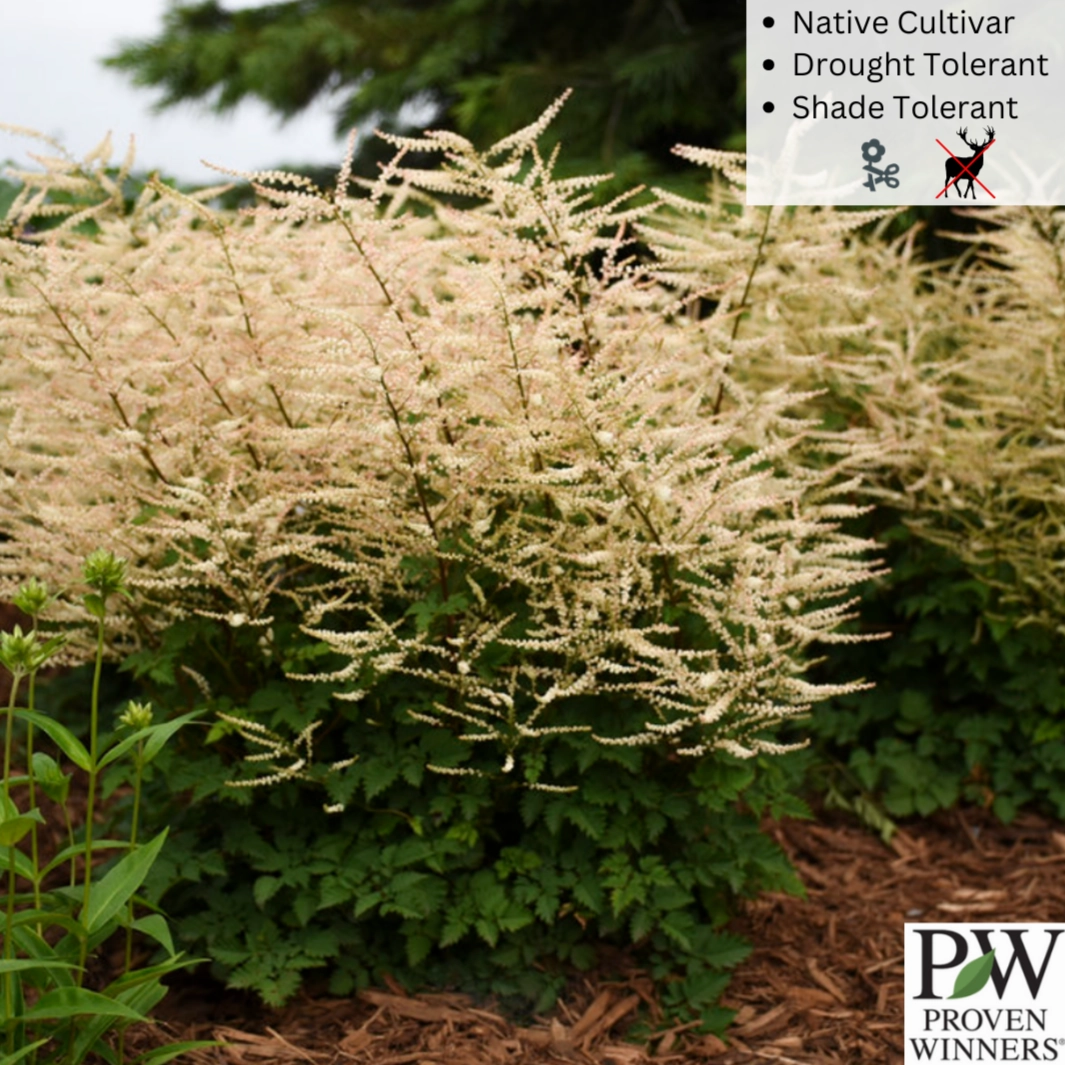 'Chantilly Lace' Goat's Beard | Aruncus 'Chantilly Lace' single layer plant shelf  