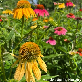 'Cheyenne Spirit' Coneflower | Echinacea 'Cheyenne Spirit' traditional flower vase  