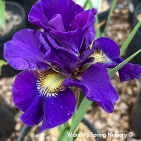 'Concord Crush' Siberian Iris | Iris siberica traditional flower vase  
