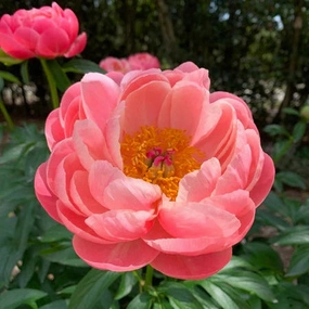'Coral Charm' Peony | Paeonia lactiflora traditional flower vase  