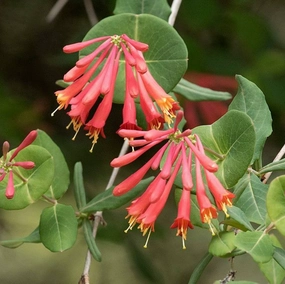 'Coral Star' Honeysuckle | Lonicera traditional flower vase  