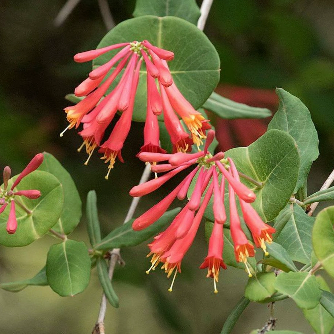 'Coral Star' Honeysuckle | Lonicera traditional flower vase  