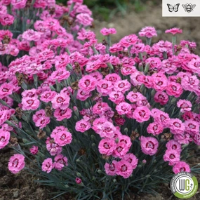'Cute as a Button' Dianthus | Dianthus 'Cute as a Button' traditional flower vase  