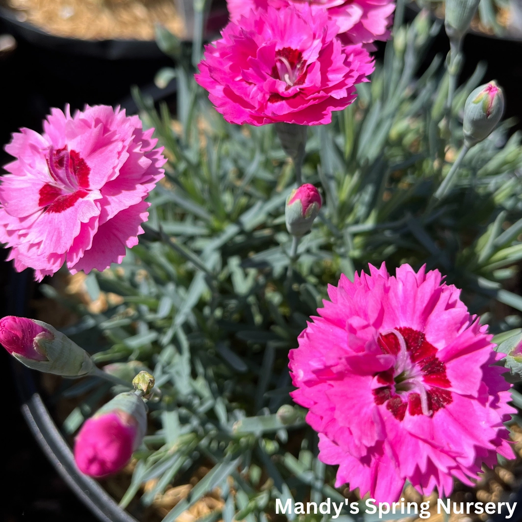 'Cute as a Button' Dianthus | Dianthus 'Cute as a Button'