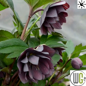 'Dashing Groomsmen' Lenten Rose | Hellebore single layer plant shelf  