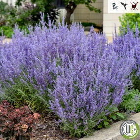 'Denim n Lace' Russian Sage | Perovskia atriplicifolia traditional flower vase  
