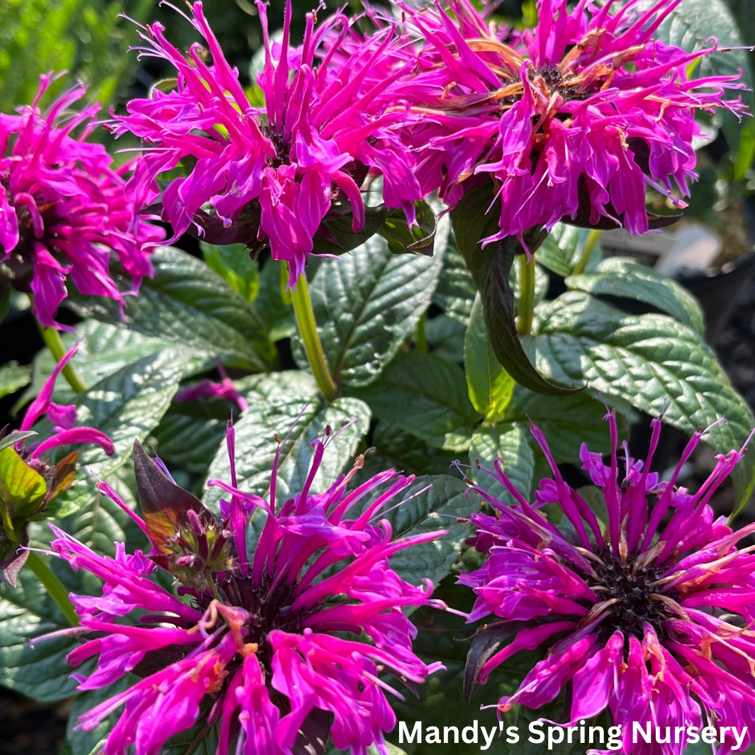 'Electric Neon Purple' Bee Balm | Monarda traditional flower vase  