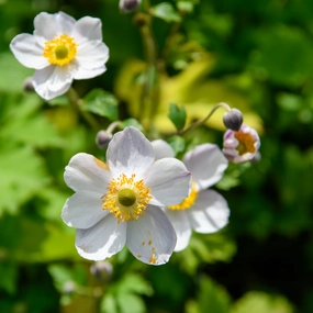 'Elfin Swan' Anemone | Anemone Sylvestris single layer plant shelf  