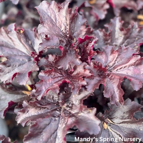 'Evening Gown' Heuchera | Heuchera 'Evening Gown' single layer plant shelf  