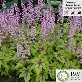 'Eye Spy' Foamy Bells | Heucherella single layer plant shelf  