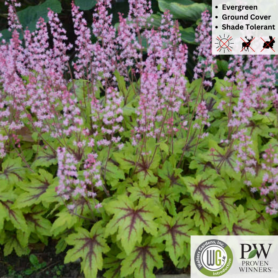 'Eye Spy' Foamy Bells | Heucherella single layer plant shelf  