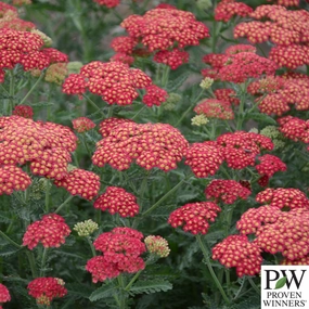 'Firefly Red Pop' Yarrow | Achillea hybrid traditional flower vase  