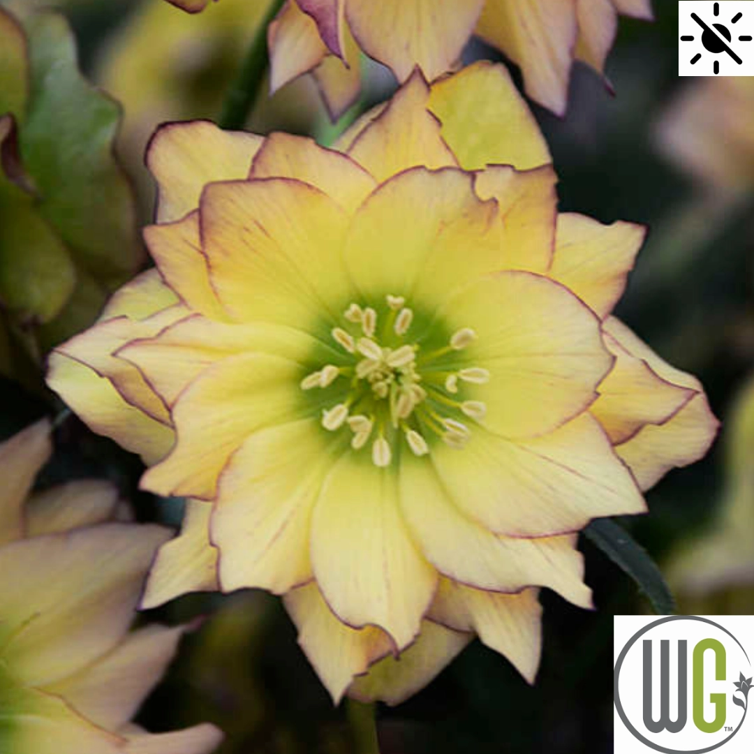 'First Dance' Lenten Rose | Helleborus single layer plant shelf  