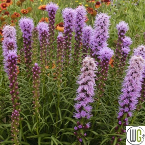 'Floristan Violet' Gayfeather | Liastris spicata traditional flower vase  