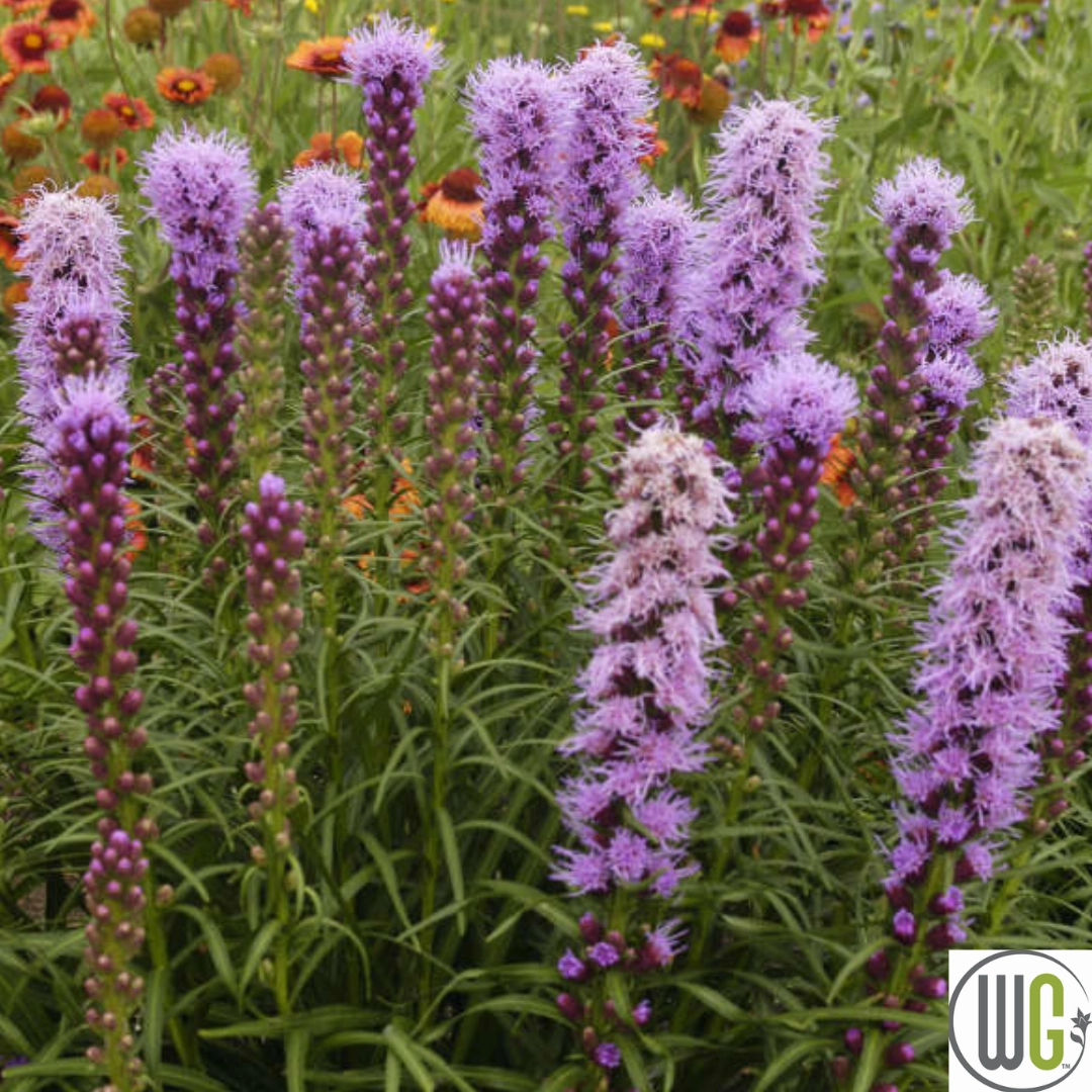 'Floristan Violet' Gayfeather | Liastris spicata traditional flower vase  