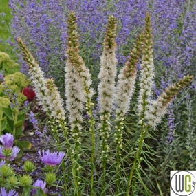 'Floristan White' Gayfeather | Liastris spicata traditional flower vase  