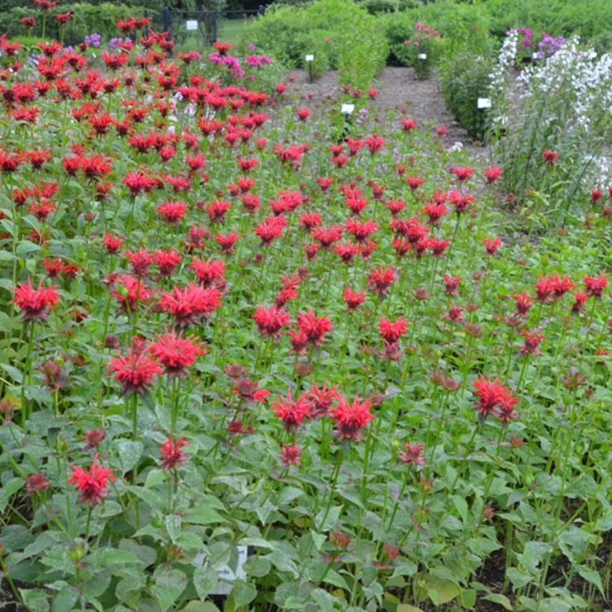 'Gardenview Scarlet' Bee Balm | Monarda didyma