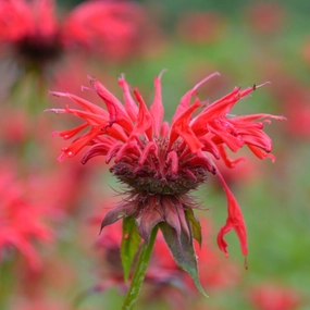 'Gardenview Scarlet' Bee Balm | Monarda didyma traditional flower vase  