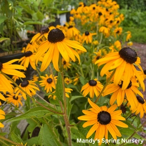 'Goldsturm' Black-Eyed Susan | Rudbeckia fulgida traditional flower vase  