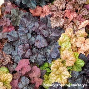 'Grape Expectations' Coral Bells | Heuchera traditional flower vase  