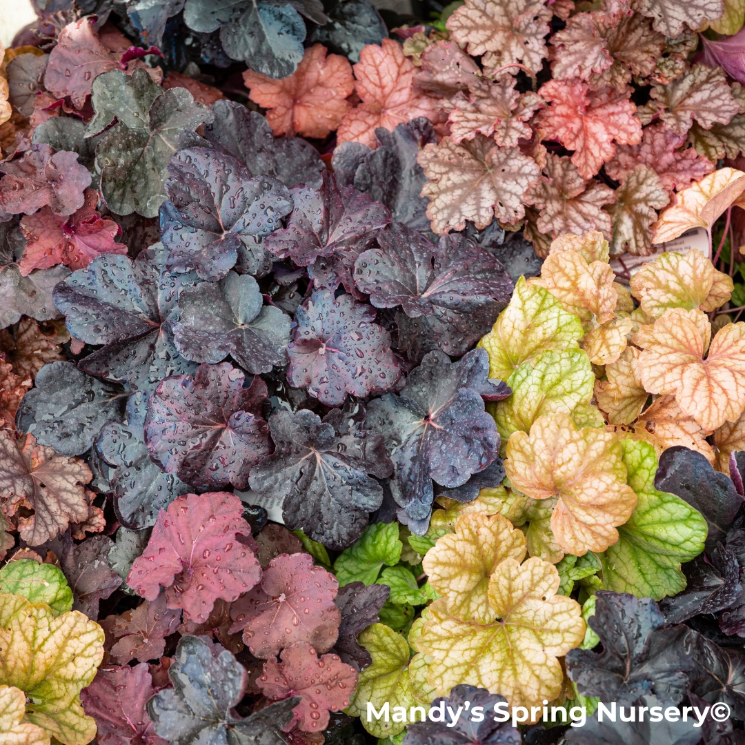 'Grape Expectations' Coral Bells | Heuchera single layer plant shelf  