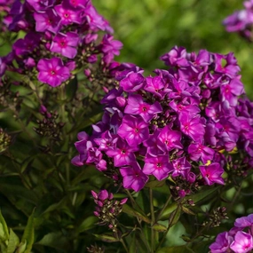 'Grape Lollipop' Garden Phlox | Phlox paniculata first edition Grape lollipop traditional flower vase  