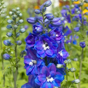 'Guardian Blue' Larkspur | Delphinium traditional flower vase  