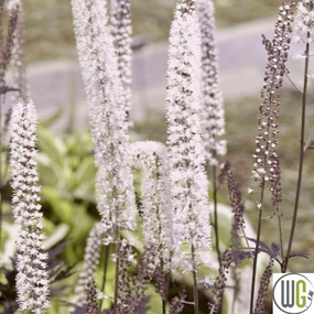 'Hillside Black Beauty' Bugbane | Actaea simplex single layer plant shelf  