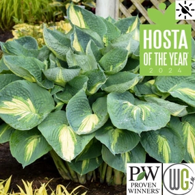 'Hudson Bay' Hosta | Hosta 'Hudson Bay' single layer plant shelf  