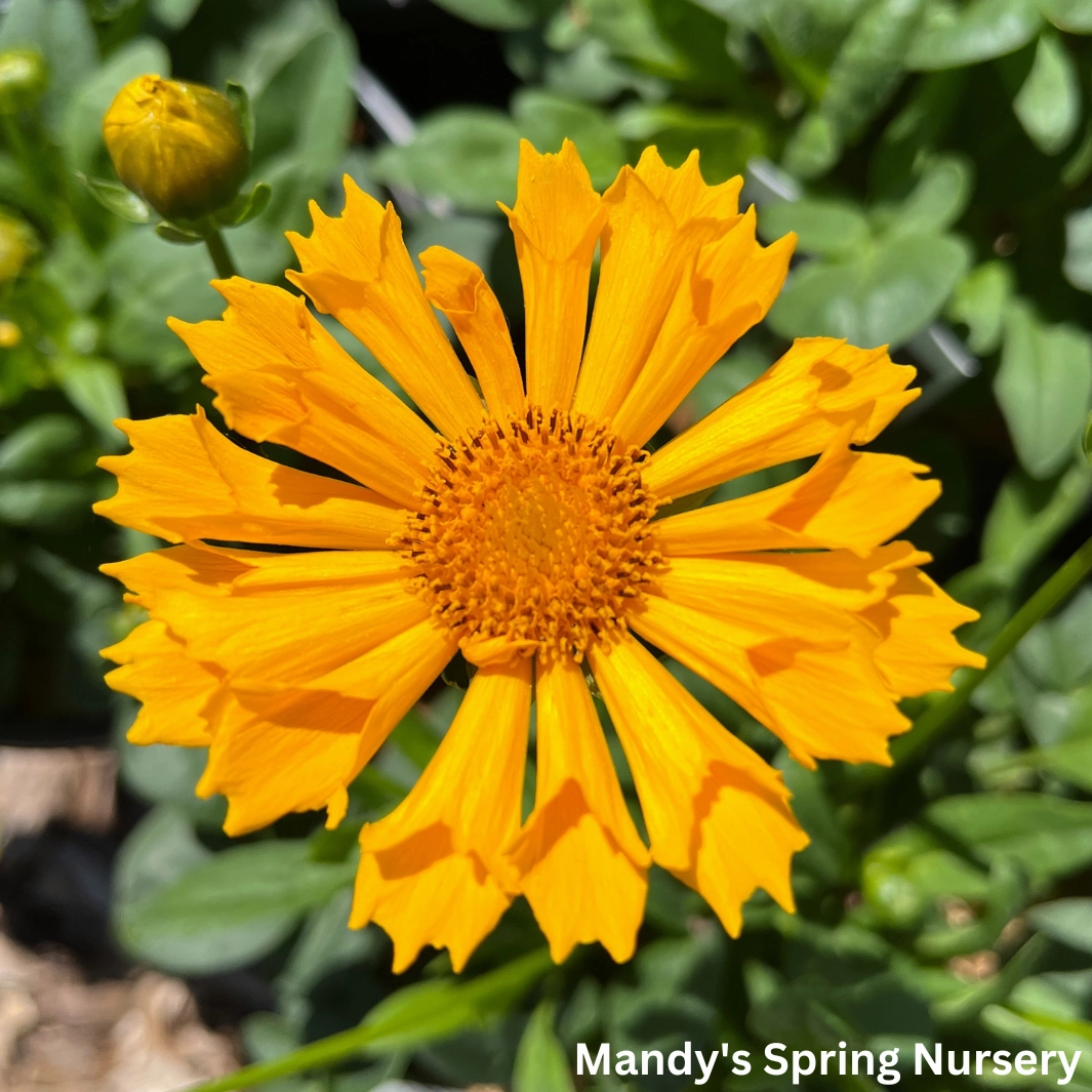 'Jethro Tull' Tickseed | Coreopsis 'Jethro Tull' traditional flower vase  