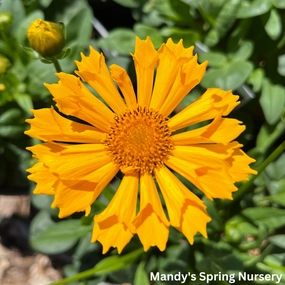 'Jethro Tull' Tickseed | Coreopsis 'Jethro Tull' traditional flower vase  
