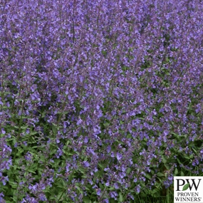 'Junior Walker' Catmint | Nepeta traditional flower vase  