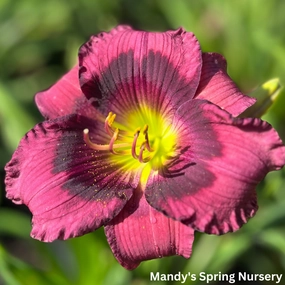 'Kansas Kitten' Reblooming Daylily | Hemerocallis 'Kansas Kitten' traditional flower vase  