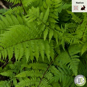 'Lady in Red' Fern | Athyrium filix-femina 'Lady in Red' single layer plant shelf  