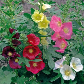 'Las Vegas' Fig Leaf Hollyhock | Alcea 'Las Vegas' traditional flower vase  