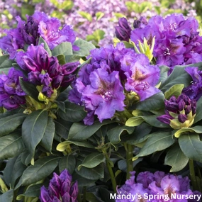 'Lee's Dark Purple' Rhododendron | Rhododendron 'Lee's Dark Purple' traditional flower vase  
