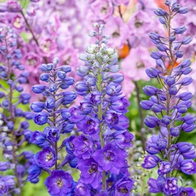'Magic Fountains' Dark Blue Bee Larkspur | Delphinium traditional flower vase  