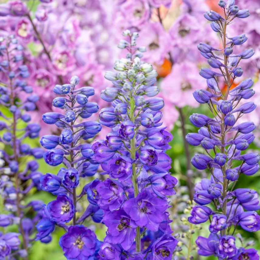 'Magic Fountains' Dark Blue Bee Larkspur | Delphinium traditional flower vase  
