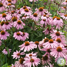 'Magnus' Coneflower |  Echinacea purpurea 'Magnus' traditional flower vase  