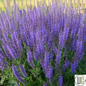 'May Night' Salvia | Salvia nemorosa traditional flower vase  