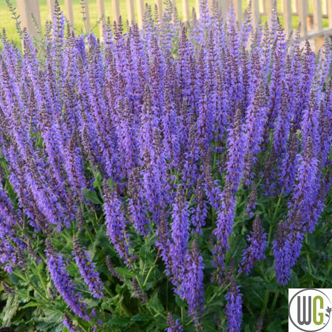 'May Night' Salvia | Salvia nemorosa traditional flower vase  