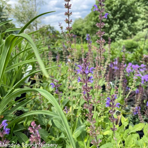 'May Night' Salvia | Salvia nemorosa