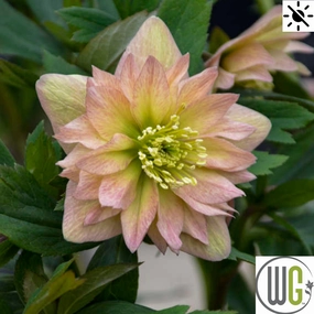 'Mother of the Bride' Lenten Rose | Helleborus single layer plant shelf  